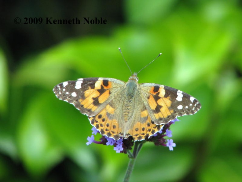 painted lady (Cynthia cardui) Kenneth Noble - painted lady exIMG_1035 _800_.jpg painted lady exIMG_1035 _800_.jpg
